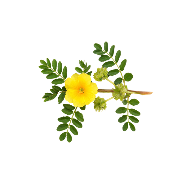 Tribulus