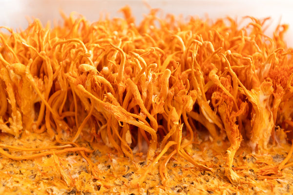 Cordyceps militaris 10:1